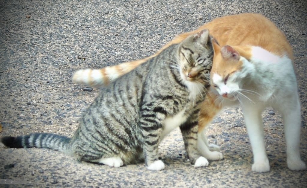 Довольные кошки трутся друг о друга