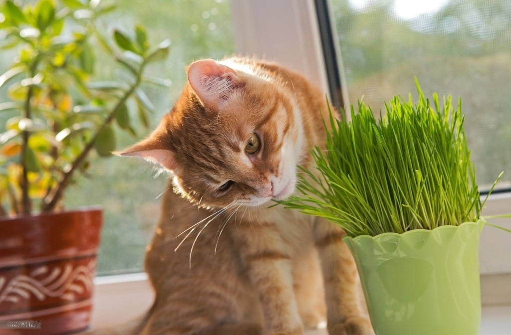 Кошка есть траву